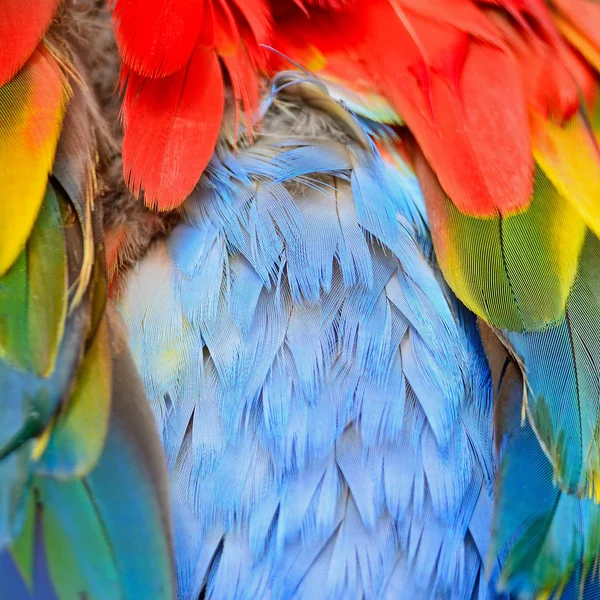 Plumas de guacamayo escarlata — Foto de Stock