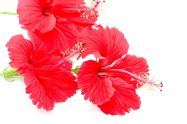 Red Hibiscus — Stock Photo, Image