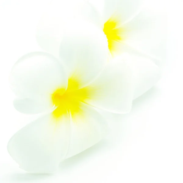白と黄色のプルメリア — ストック写真