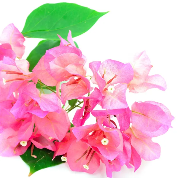 Bougainvillea — Stockfoto