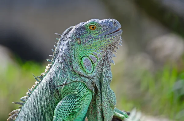 Green Iguana — Stock Photo, Image