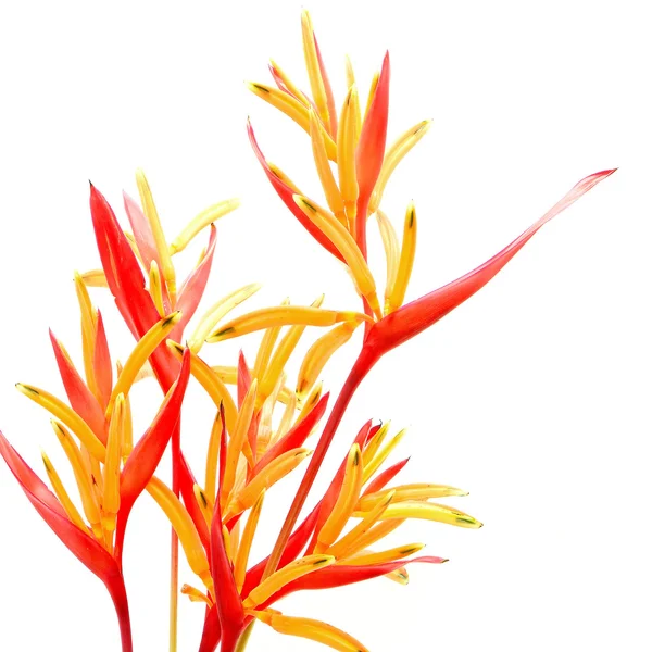 Heliconia Rubra —  Fotos de Stock