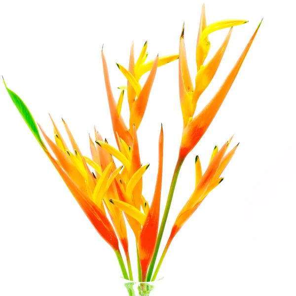 Orange Heliconia — Stockfoto