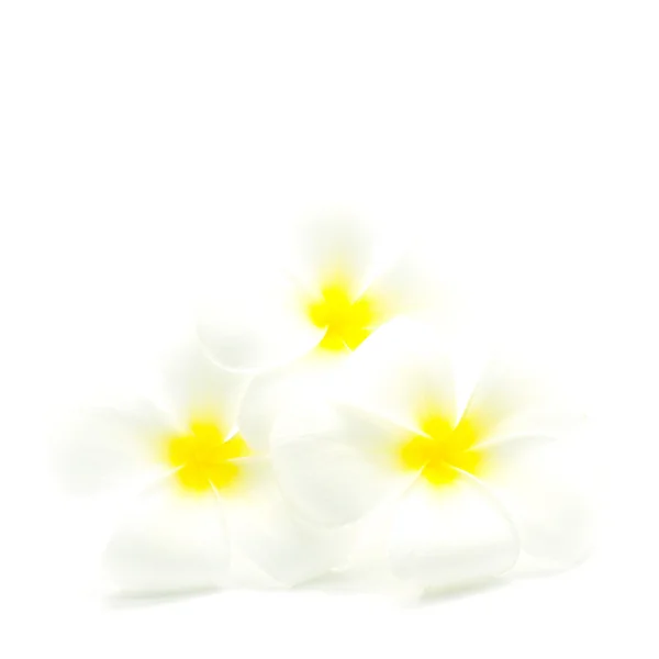 Witte en gele plumeria — Stockfoto