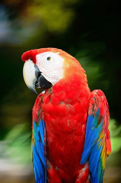 Šarlatové macaw — Stock fotografie