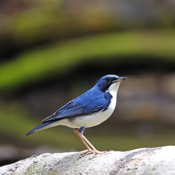 Male Siberian Blue Robin — Stock Photo, Image