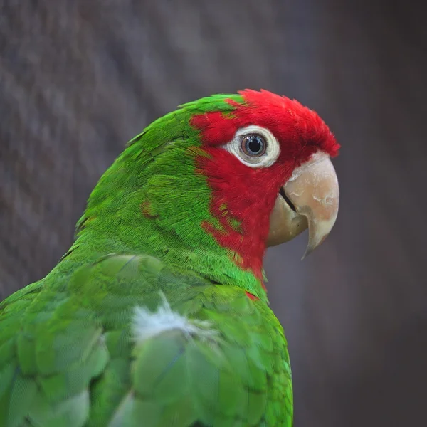 Röd maskerade conure — Stockfoto