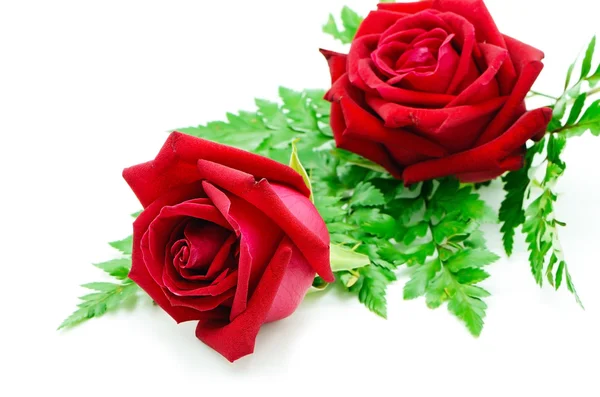 Red rose — Stock Photo, Image