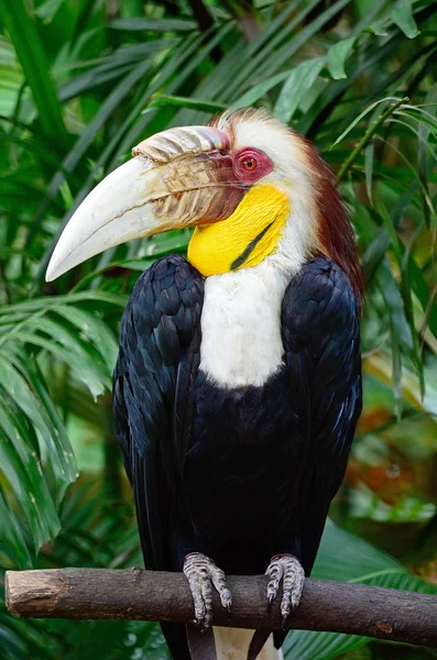 Hornbill con bolsa lisa masculina — Foto de Stock