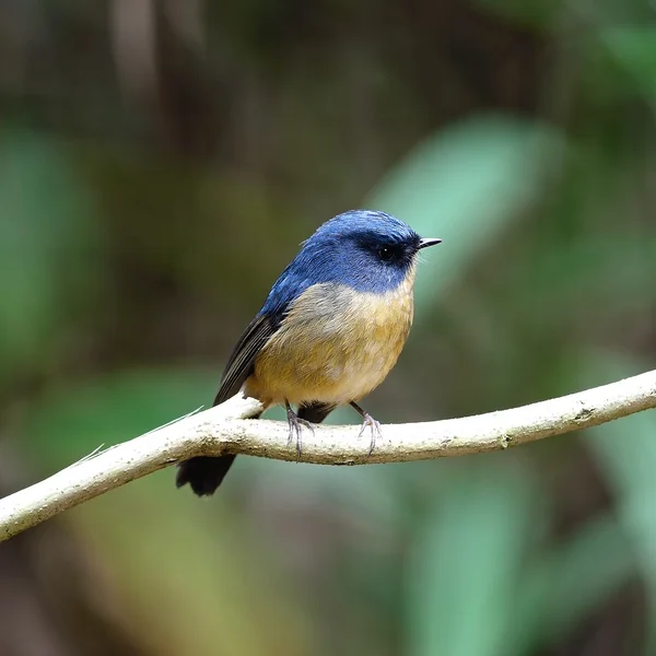 Acchiappa-mosche blu-laty maschio — Foto Stock