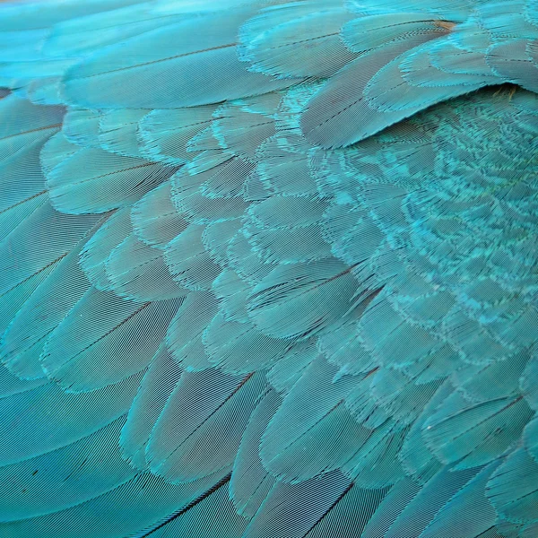 青および金のコンゴウインコの羽 — ストック写真
