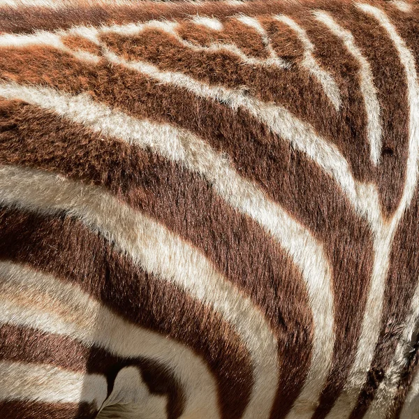 Pele de zebra comum — Fotografia de Stock