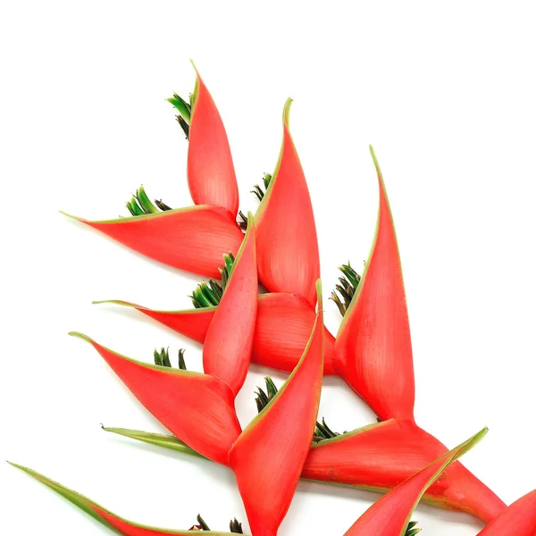 Heliconia isolated — Stock Photo, Image