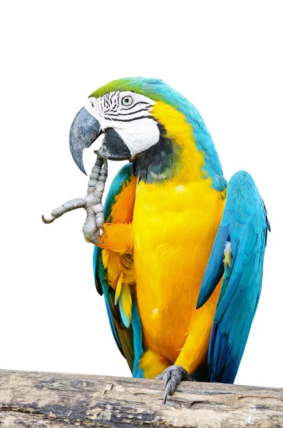 Blue and Glod Macaw isolated — Stock Photo, Image