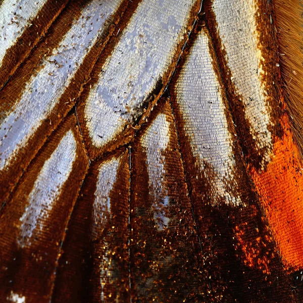 Ala de mariposa — Foto de Stock