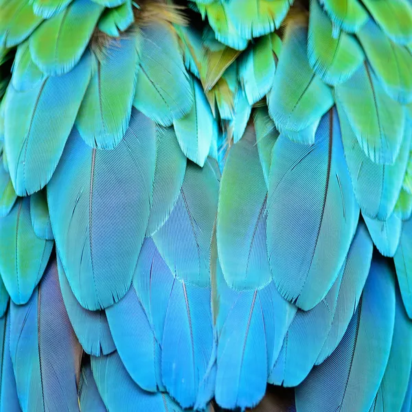 Harlequin Macaw feathers — Stockfoto