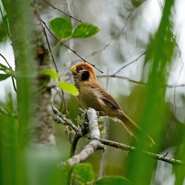 Plek-breasted Diksnavelmezen — Stockfoto