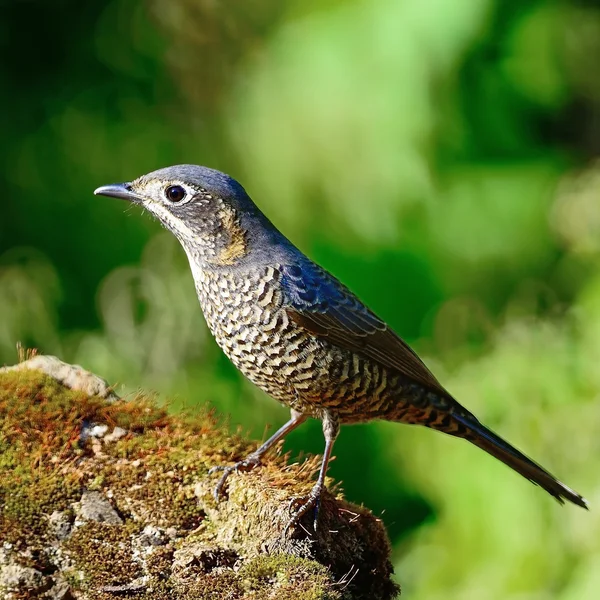 Femmina Tordo di roccia dal ventre castano — Foto Stock