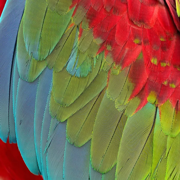 Plumas de guacamayo de alas verdes —  Fotos de Stock