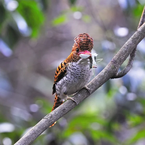 Vrouwelijke gestreepte ijsvogel — Stockfoto