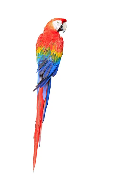 Scarlet Macaw — Stock Photo, Image