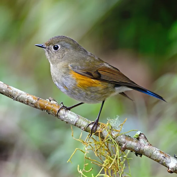 Kvinnliga himalayan bluetail — Stockfoto