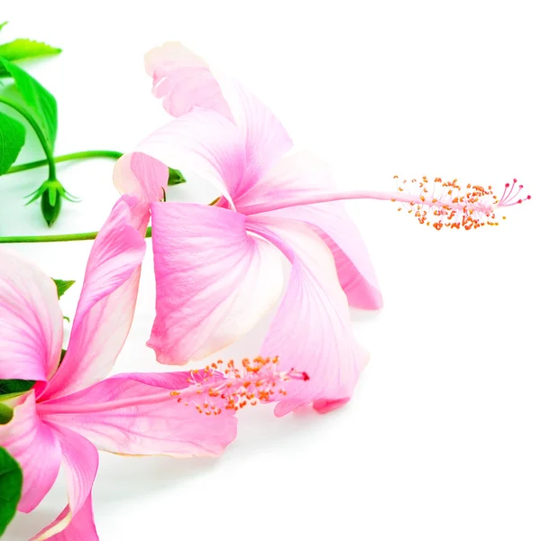 Pinkki hibiscus — kuvapankkivalokuva