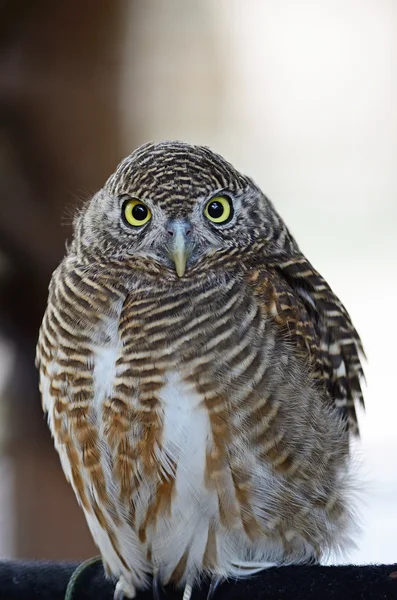 Asian Barred Owlet — Stock Photo, Image