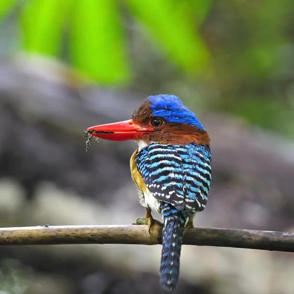 Erkek şeritli kingfisher — Stok fotoğraf