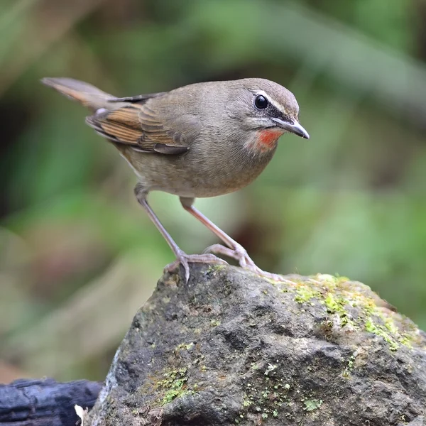 Male Siberian Rubythroat — Stock Photo, Image