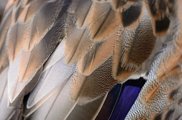 Duck feathers — Stock Photo, Image