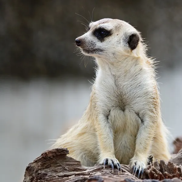 Meerkat. — Fotografia de Stock