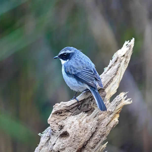 Erkek gri bushchat — Stok fotoğraf