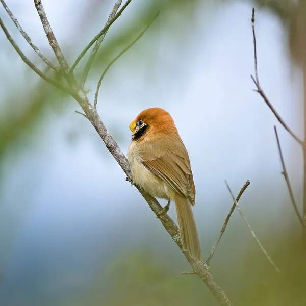 Okularowiec plamisty parrotbill — Zdjęcie stockowe