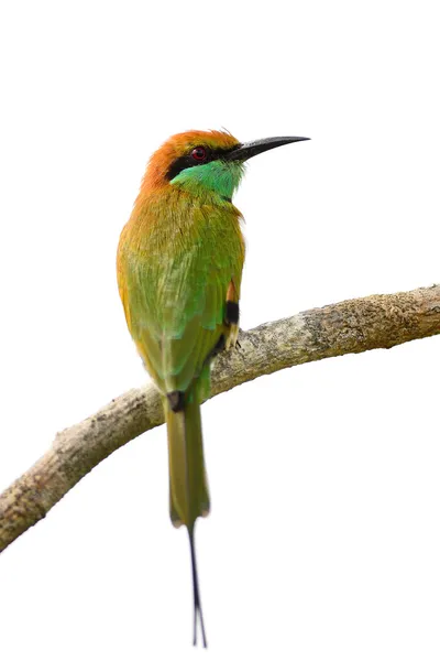 Little Green Bee-eater — Stock Photo, Image