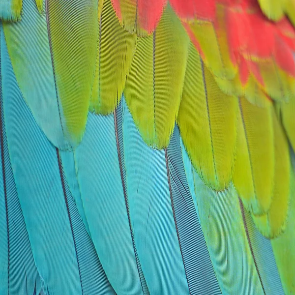 Grünflügel-Ara-Federn — Stockfoto