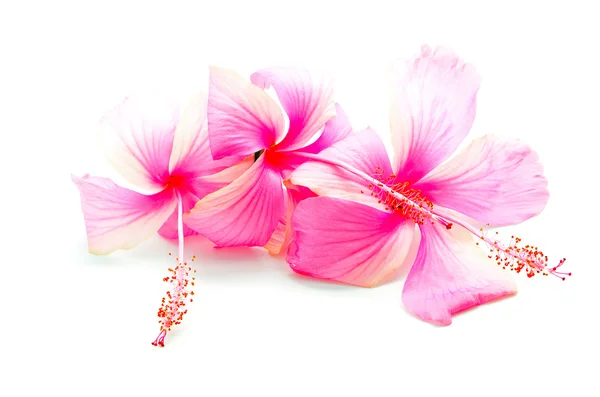 Roze hibiscus — Stockfoto