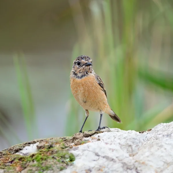 Femme Stonechat oriental — Photo