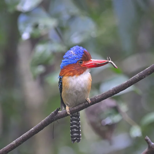 Erkek şeritli kingfisher — Stok fotoğraf