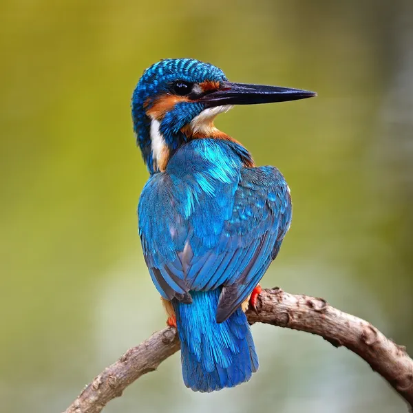 Masculino comum Kingfisher — Fotografia de Stock