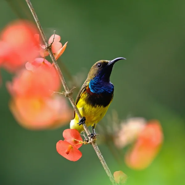 Olive-backed Sunbird masculino — Fotografia de Stock