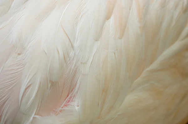 Большие перья фламинго — стоковое фото
