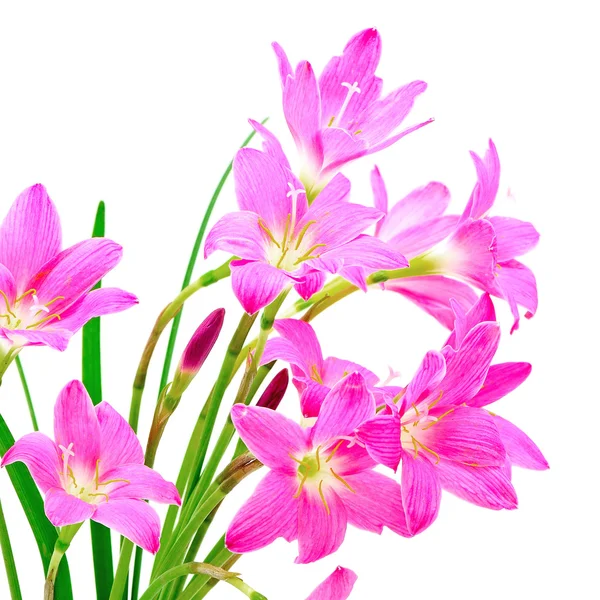 Zephyranthes Lily — Stock Photo, Image