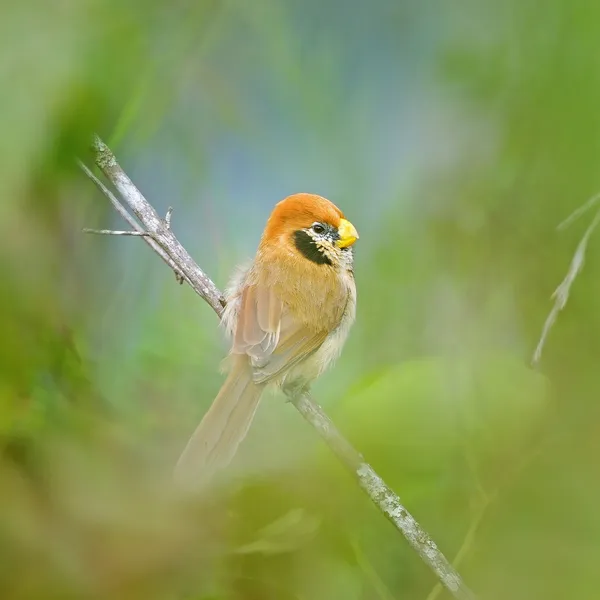 Okularowiec plamisty parrotbill — Zdjęcie stockowe