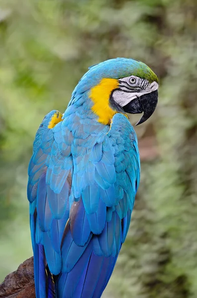 Modrý a zlatý macaw — Stock fotografie