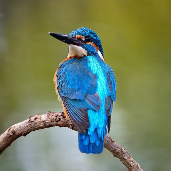 Erkek ortak kingfisher — Stok fotoğraf
