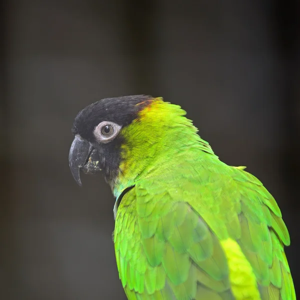 Nanday Conure — Stock Photo, Image