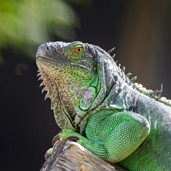 Iguana Verde Feminina — Fotografia de Stock