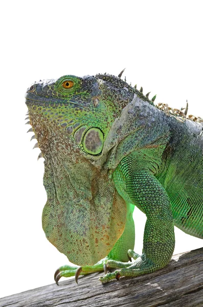 Iguana verde isolado — Fotografia de Stock