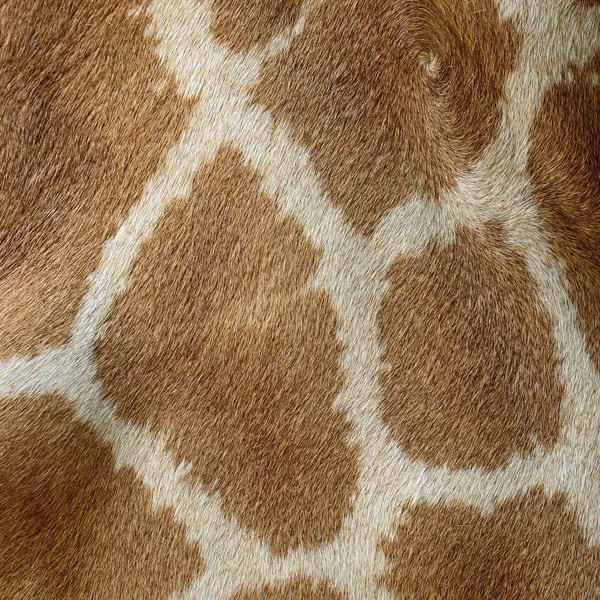 Žirafí kůže — Stock fotografie